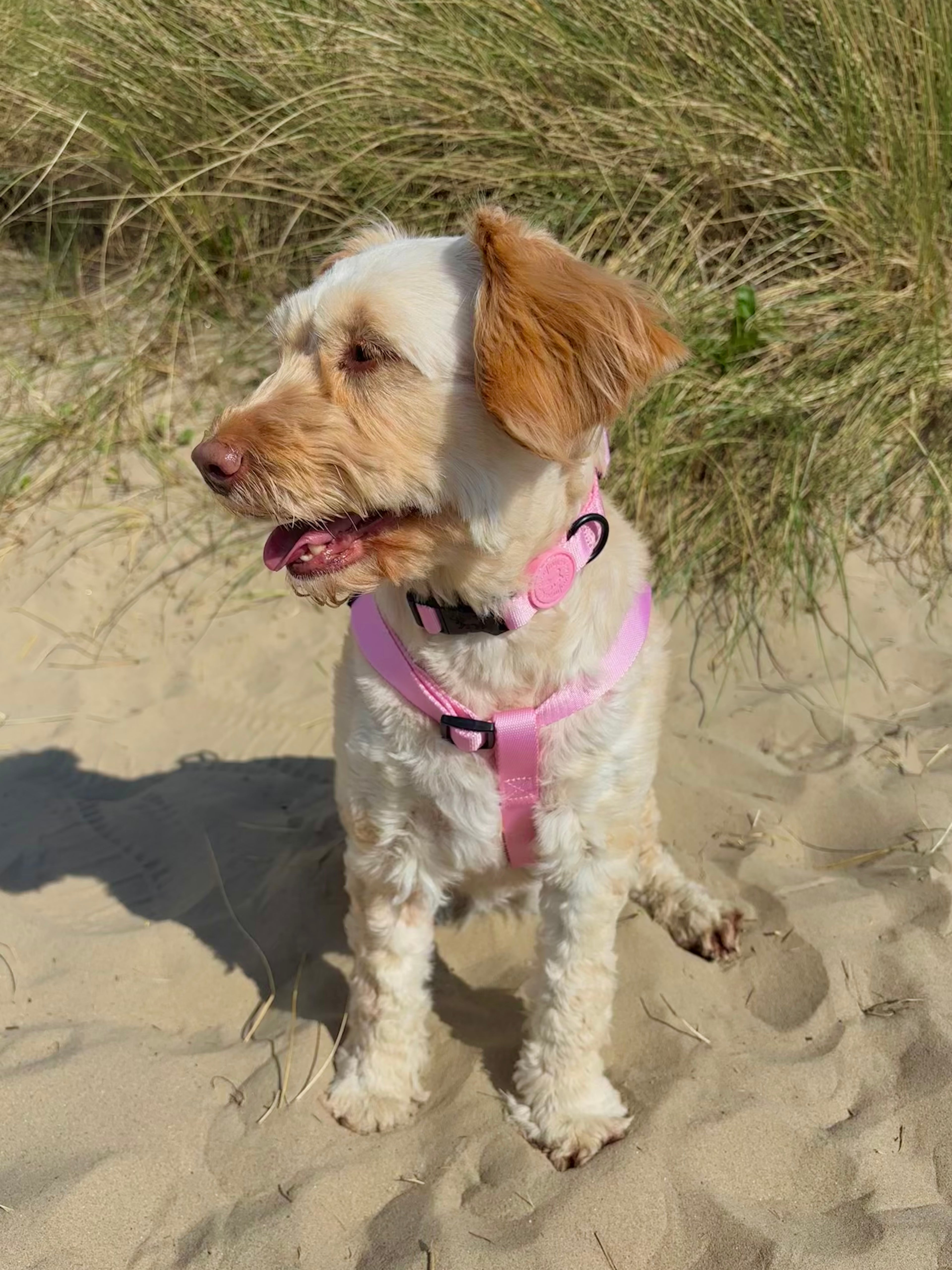 Blossom Pink Collar