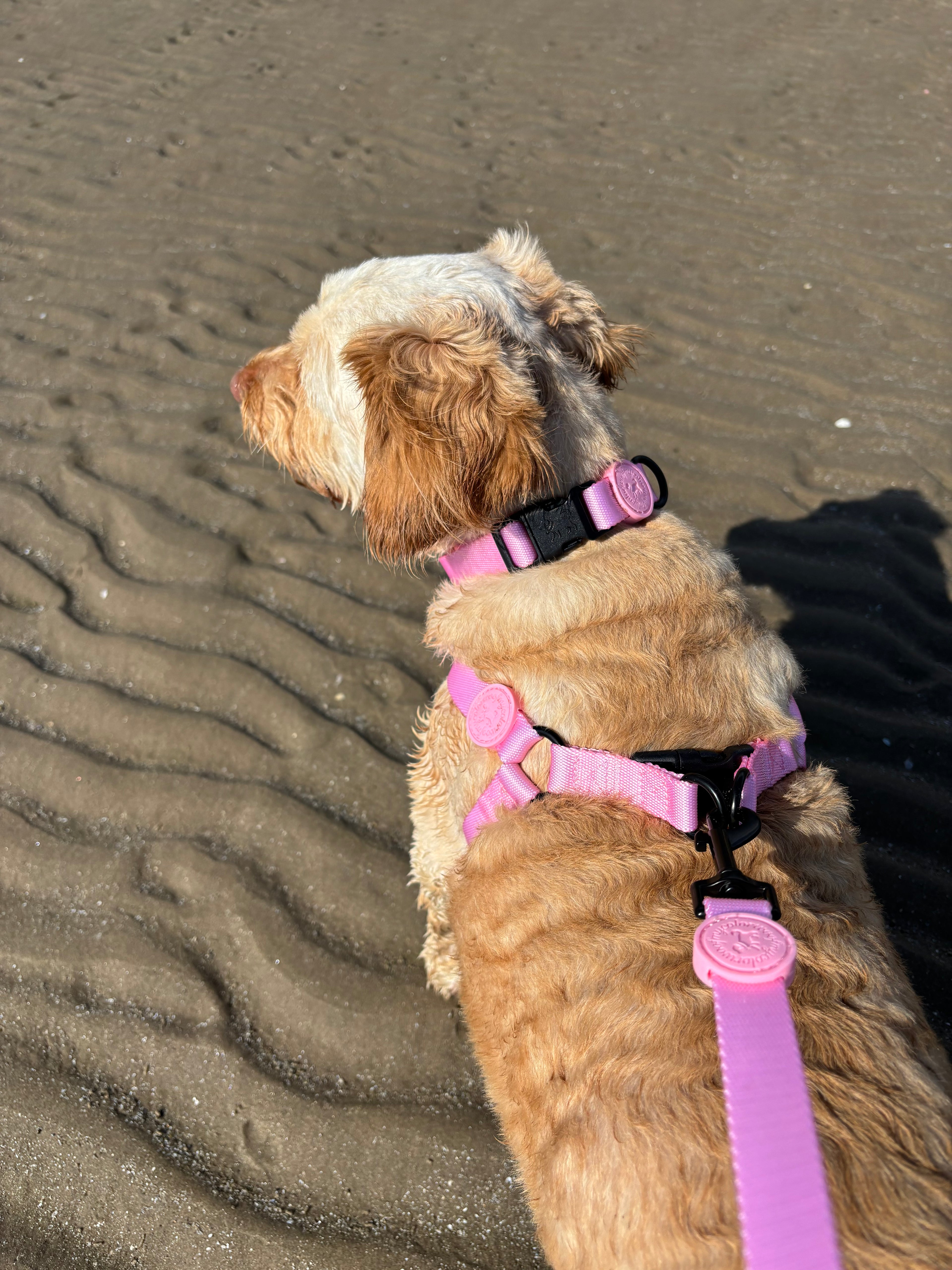 Blossom Pink Lead