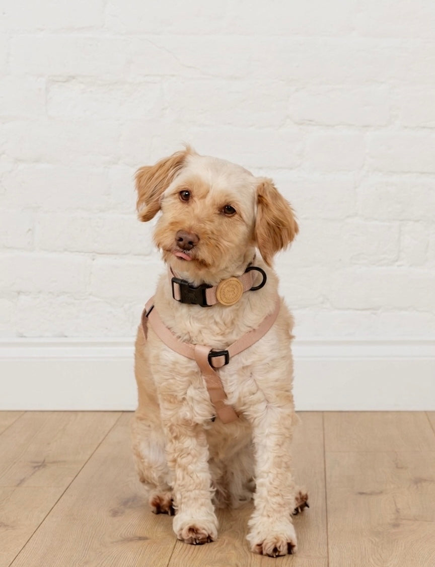 Sandy Beige Collar
