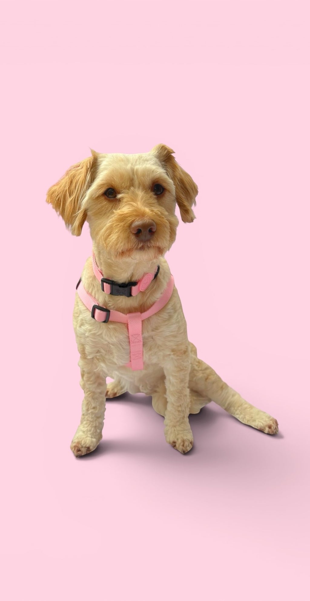 Blossom Pink Step-In Harness