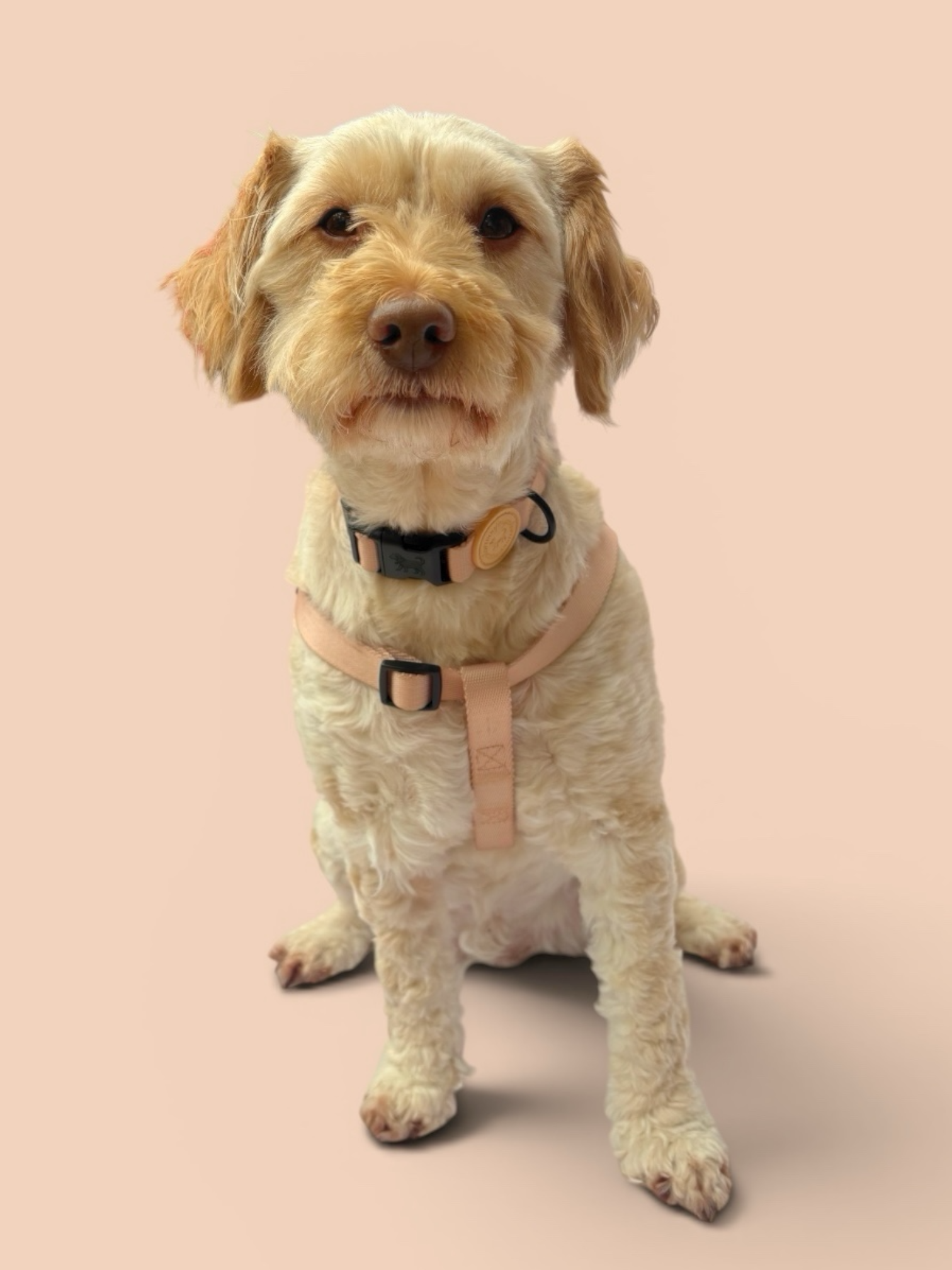 Sandy Beige Step-In Harness