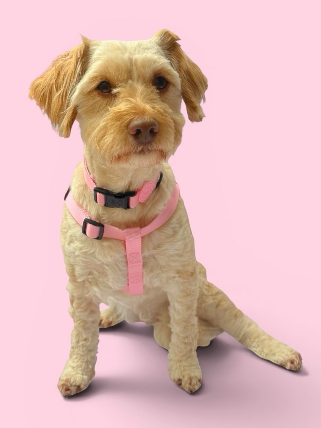 Blossom Pink Collar